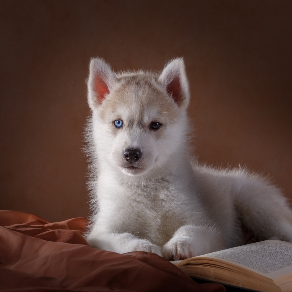 Белый щенок хаски с книгой