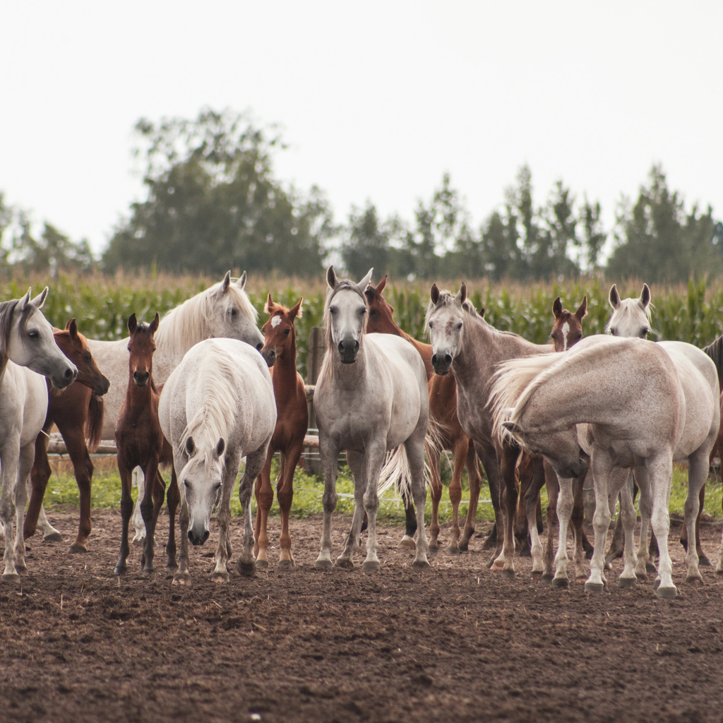 Большое стадо красивых белых и коричневых лошадей