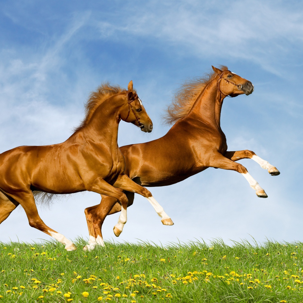A pair of horses running across a field against a blue sky background