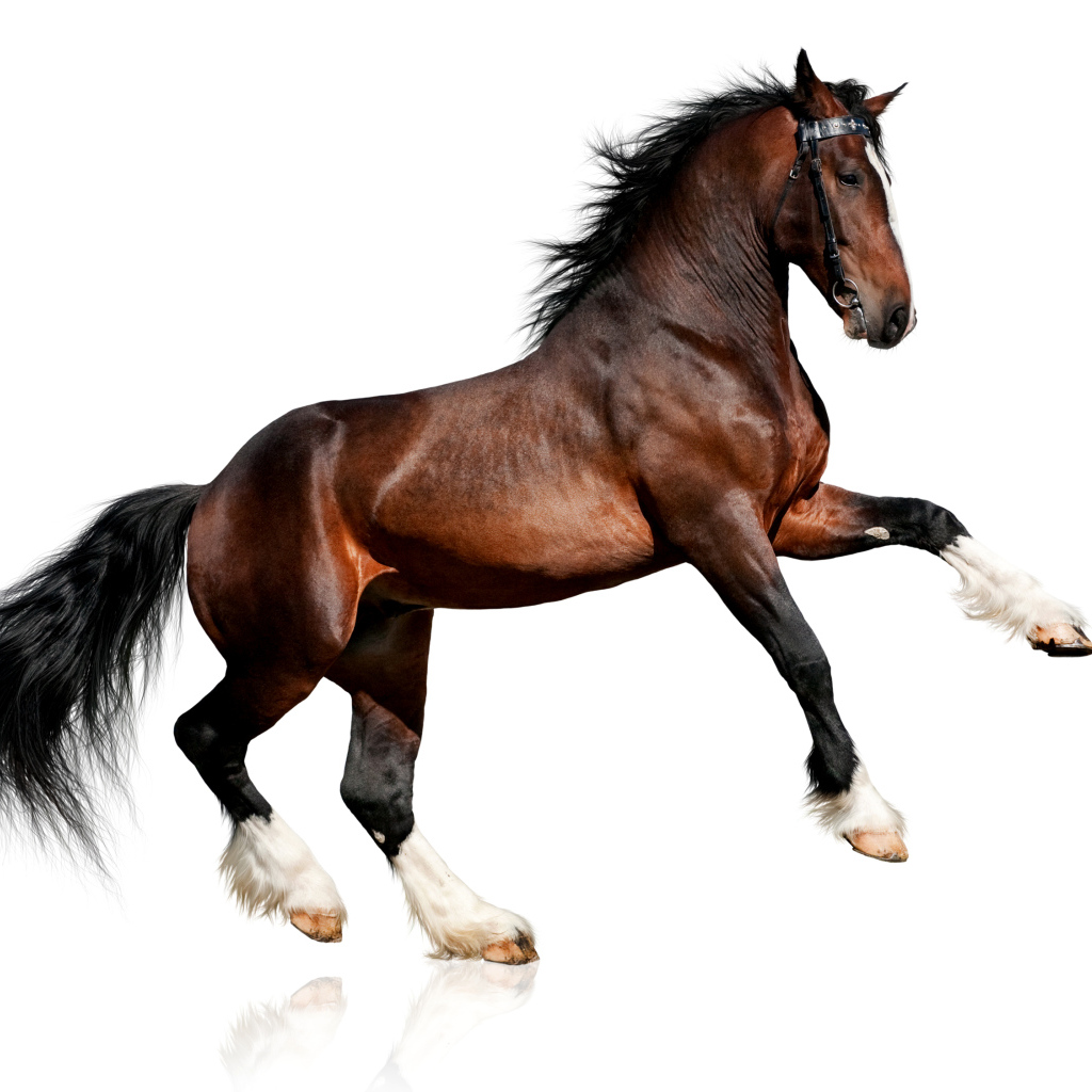 Красивый коричневый конь на белом фоне