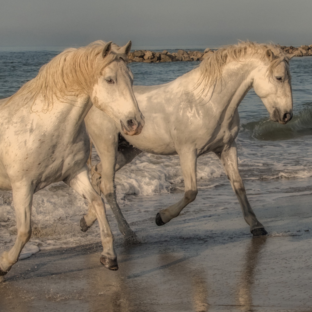 Две белые лошади бегут по песку на берегу моря