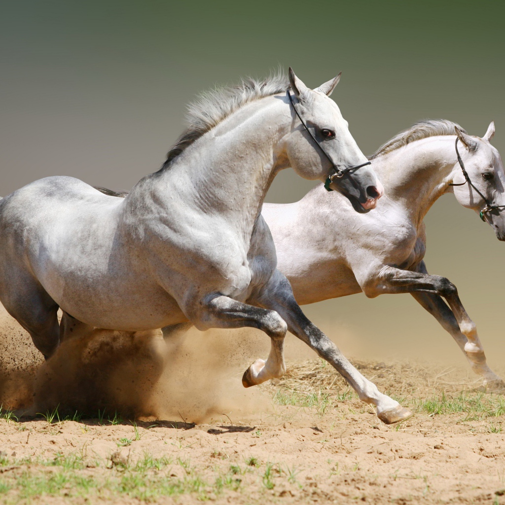Две белые лошади бегут по песку