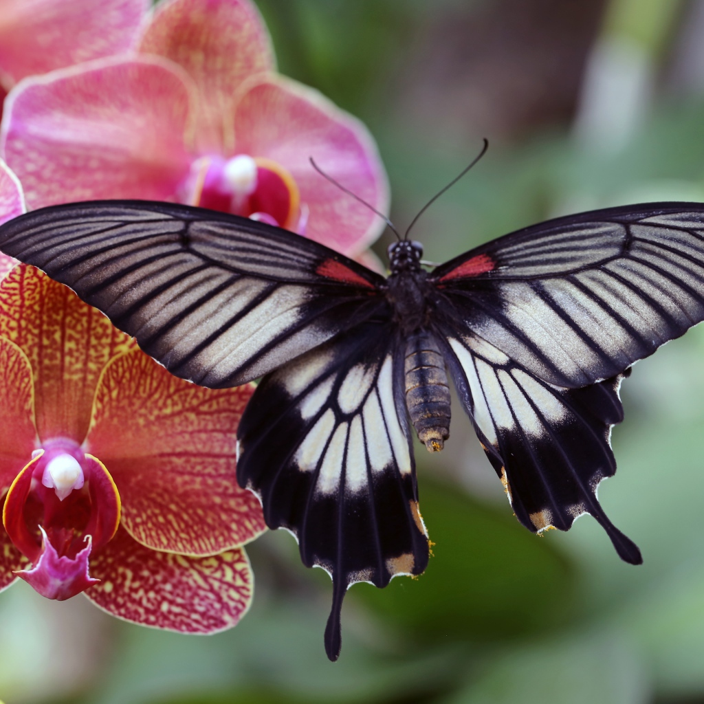 Beautiful butterfly sitting on a flower of a pink orchid