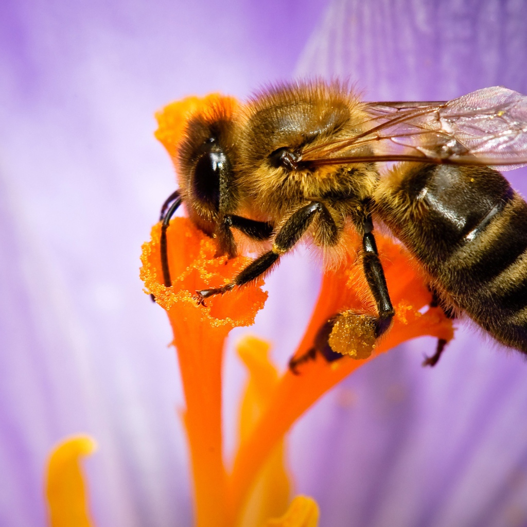 Пчела собирает нектар с цветка крупным планом