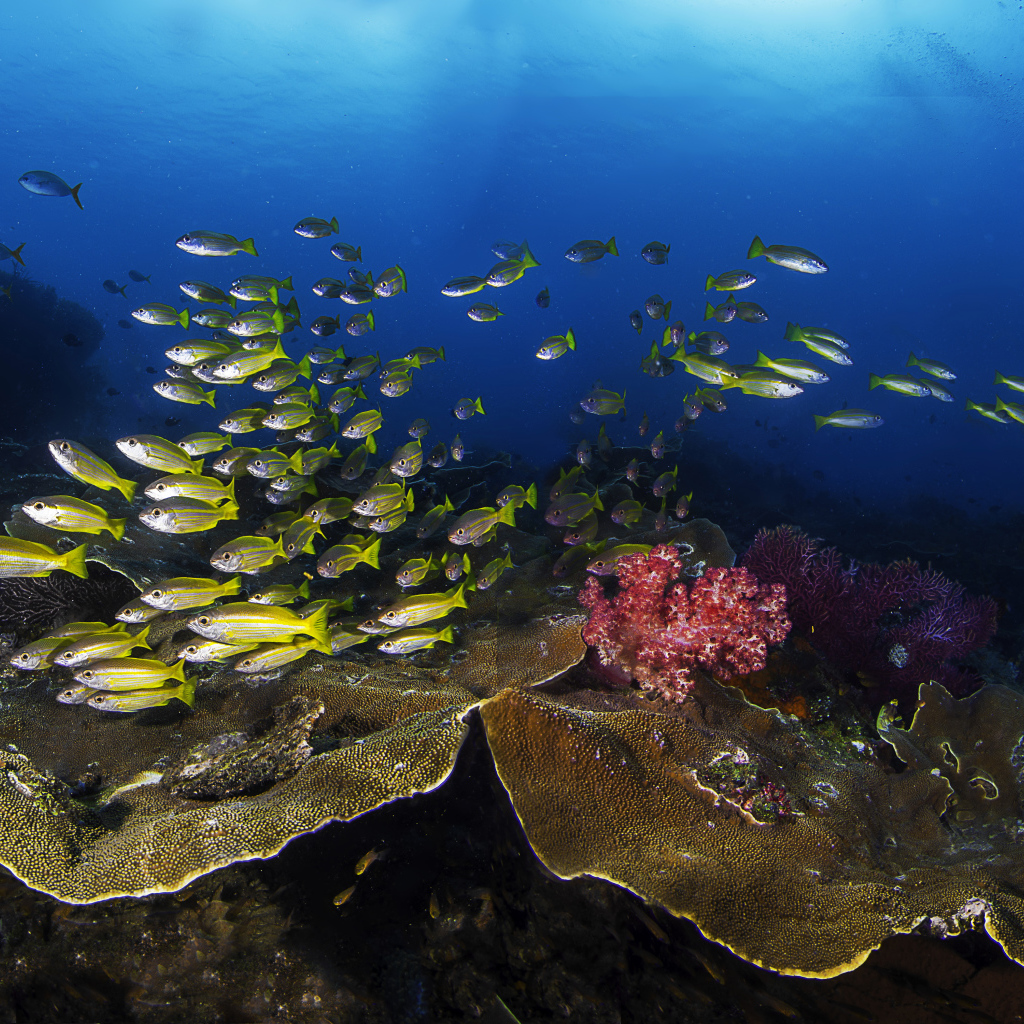 Косяк рыб в живописном подводном мире