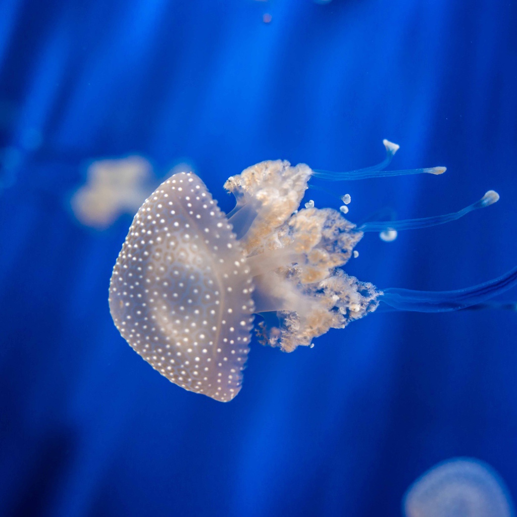 Красивая медуза плавает в голубой воде