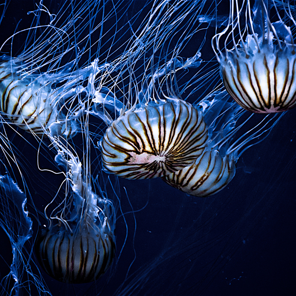 Красивые морские медузы 