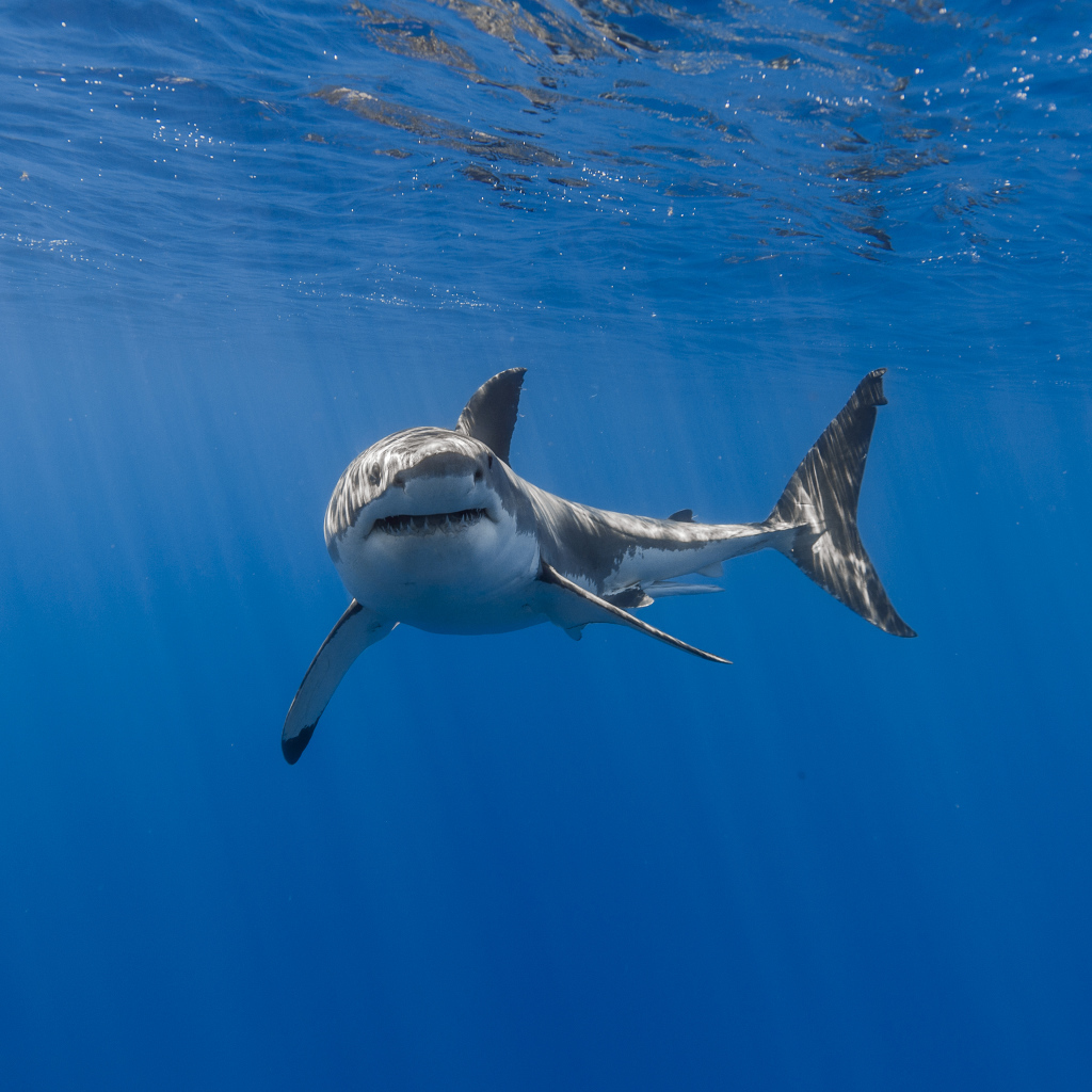 Большая хищная акула плавает под водой