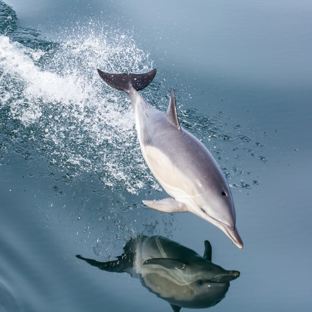 Дельфин в прыжке отражается в воде