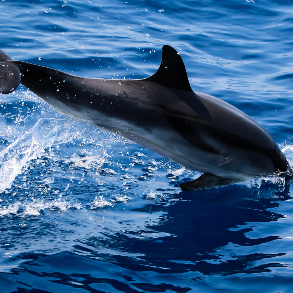 Дельфин прыгает в голубую воду