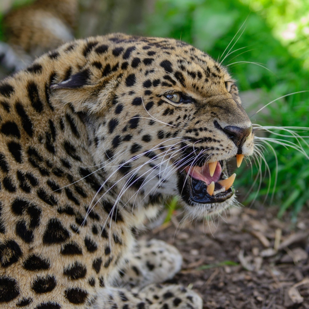 Агрессивный оскал леопарда