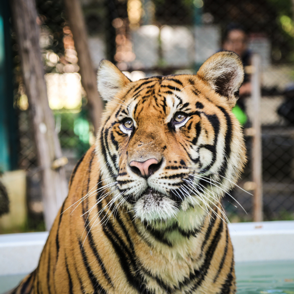 Тигр смотрит заинтересованным взглядом 