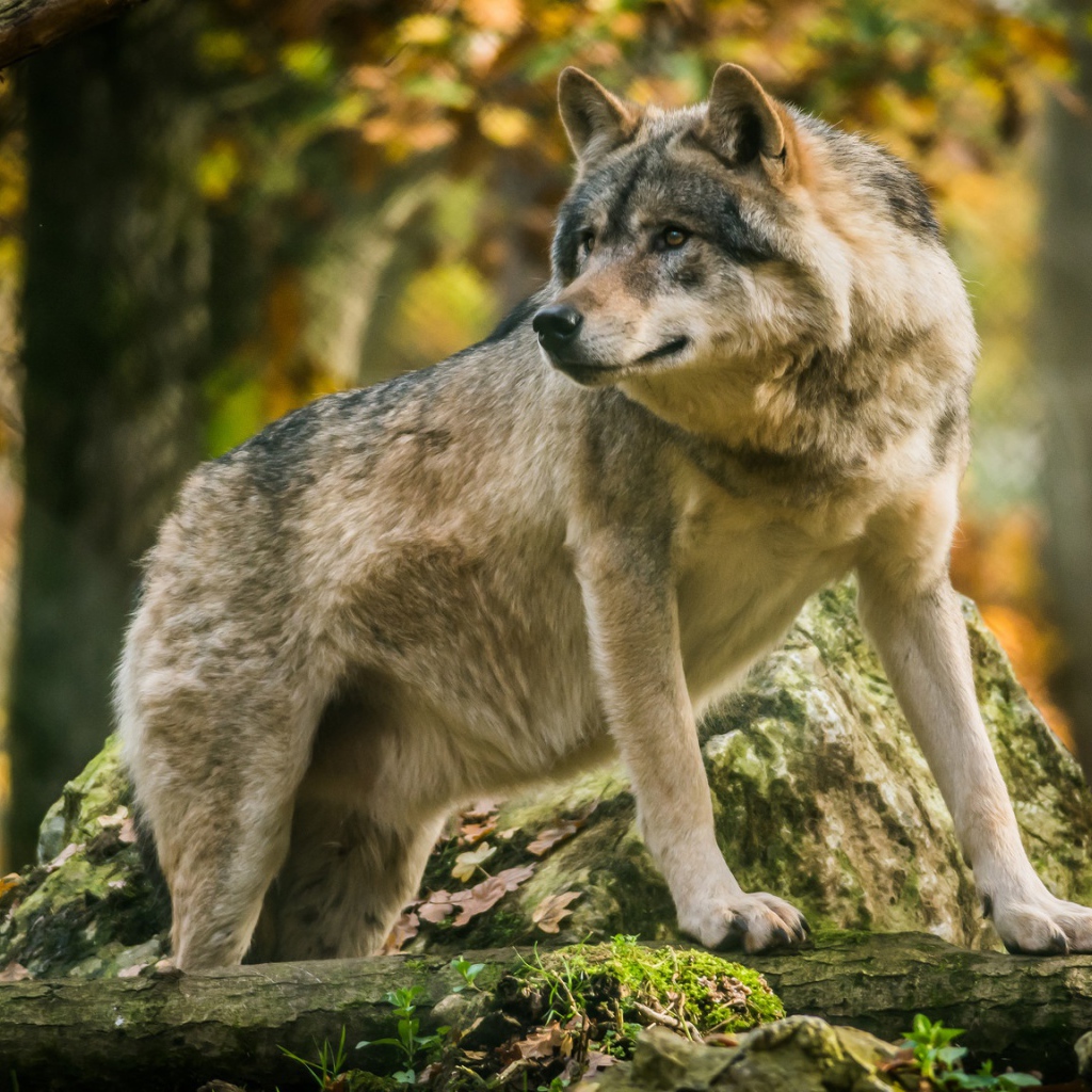 Большой волк в лесу стоит у камня 