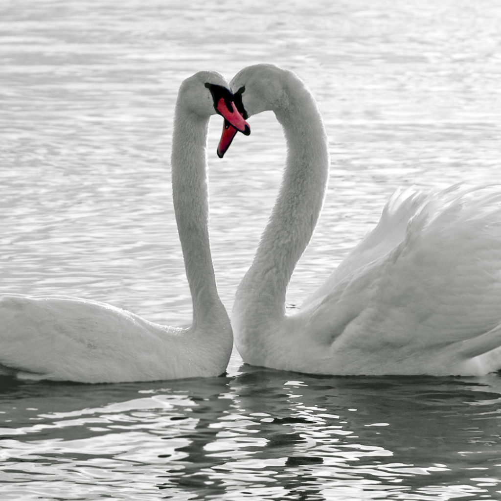 A loving pair of white swans