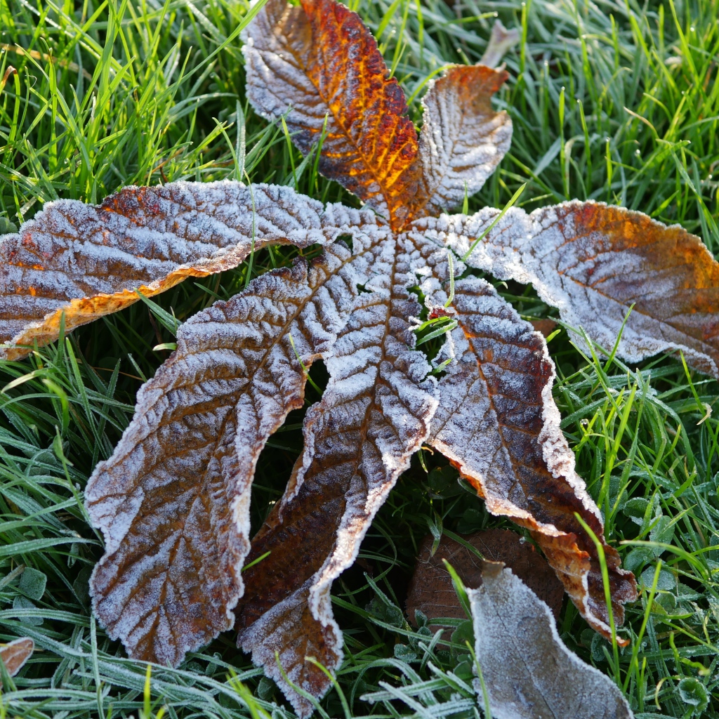 Сухой лист покрытый инеем лежит на зеленой траве