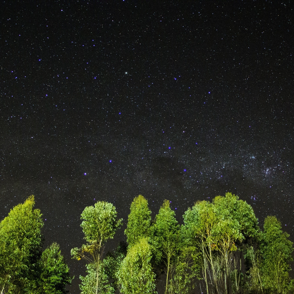 Зеленые верхушки деревьев на фоне звездного неба