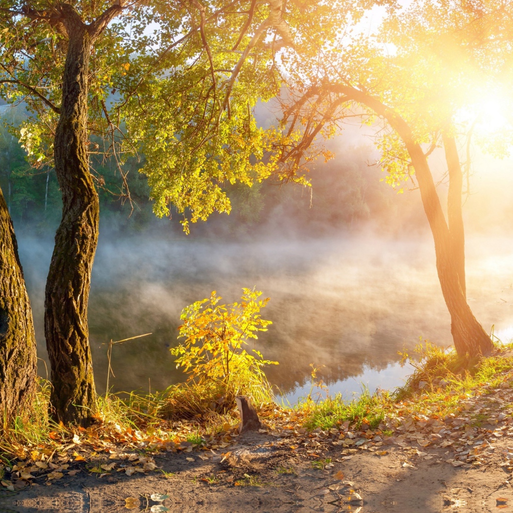 Утренний туман над рекой в лучах солнца осенью