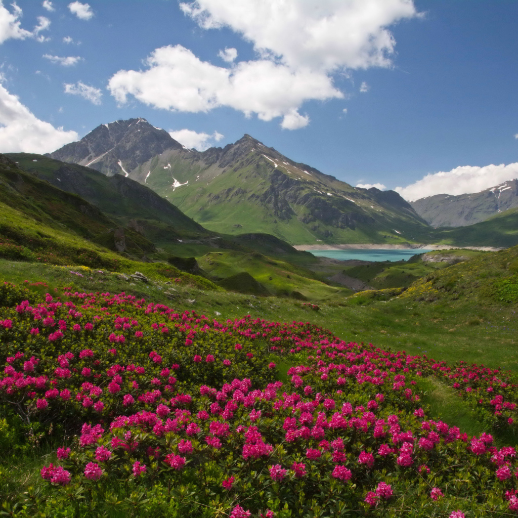 Розовые цветы рододендрон на фоне покрытых зеленью гор