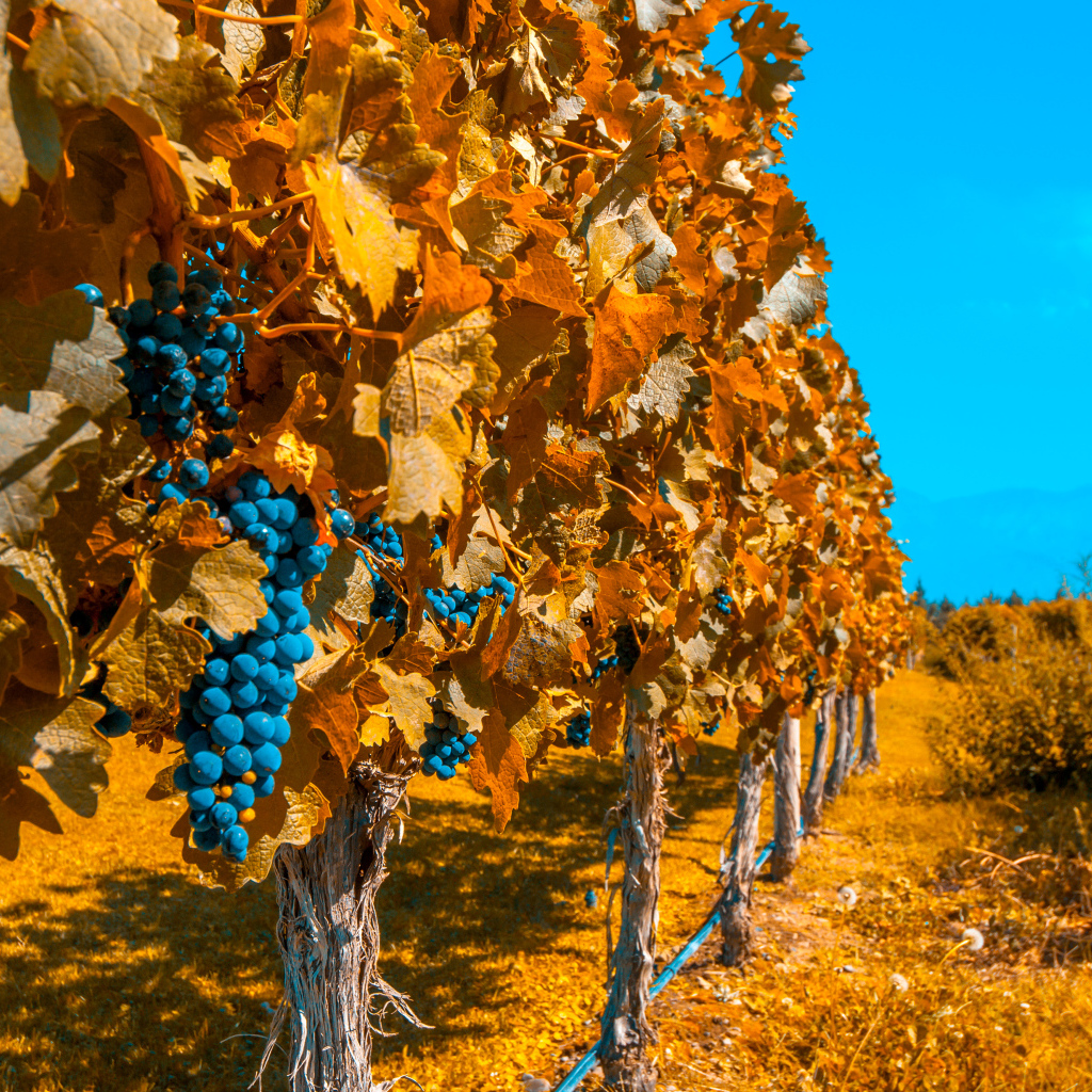 Виноградники со спелым синим виноградом под голубым небом осенью