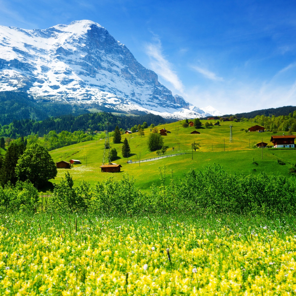 Полевые цветы и зеленые луга на фоне гор и голубого неба,  Швейцария