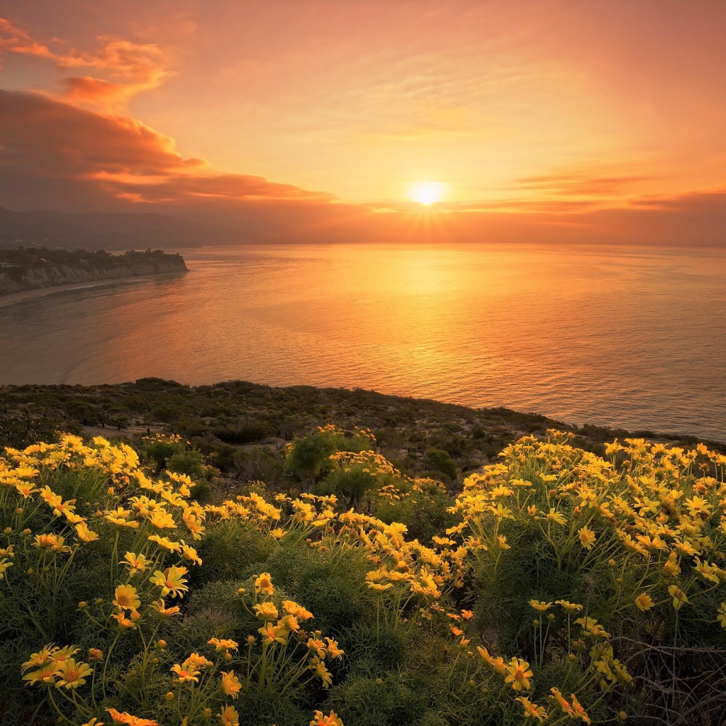 Желтые цветы на берегу океана на закате солнца