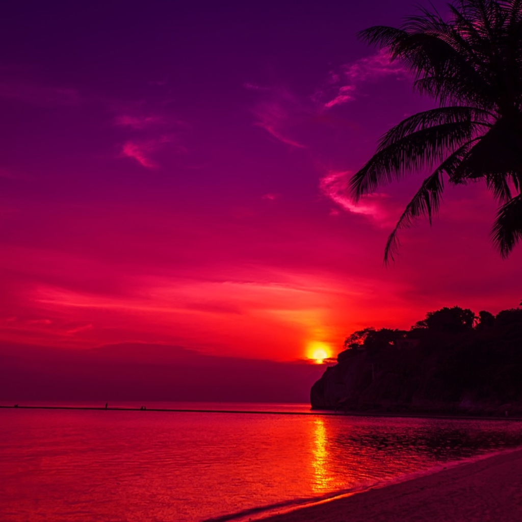 Palm trees on the beach at sunset pink