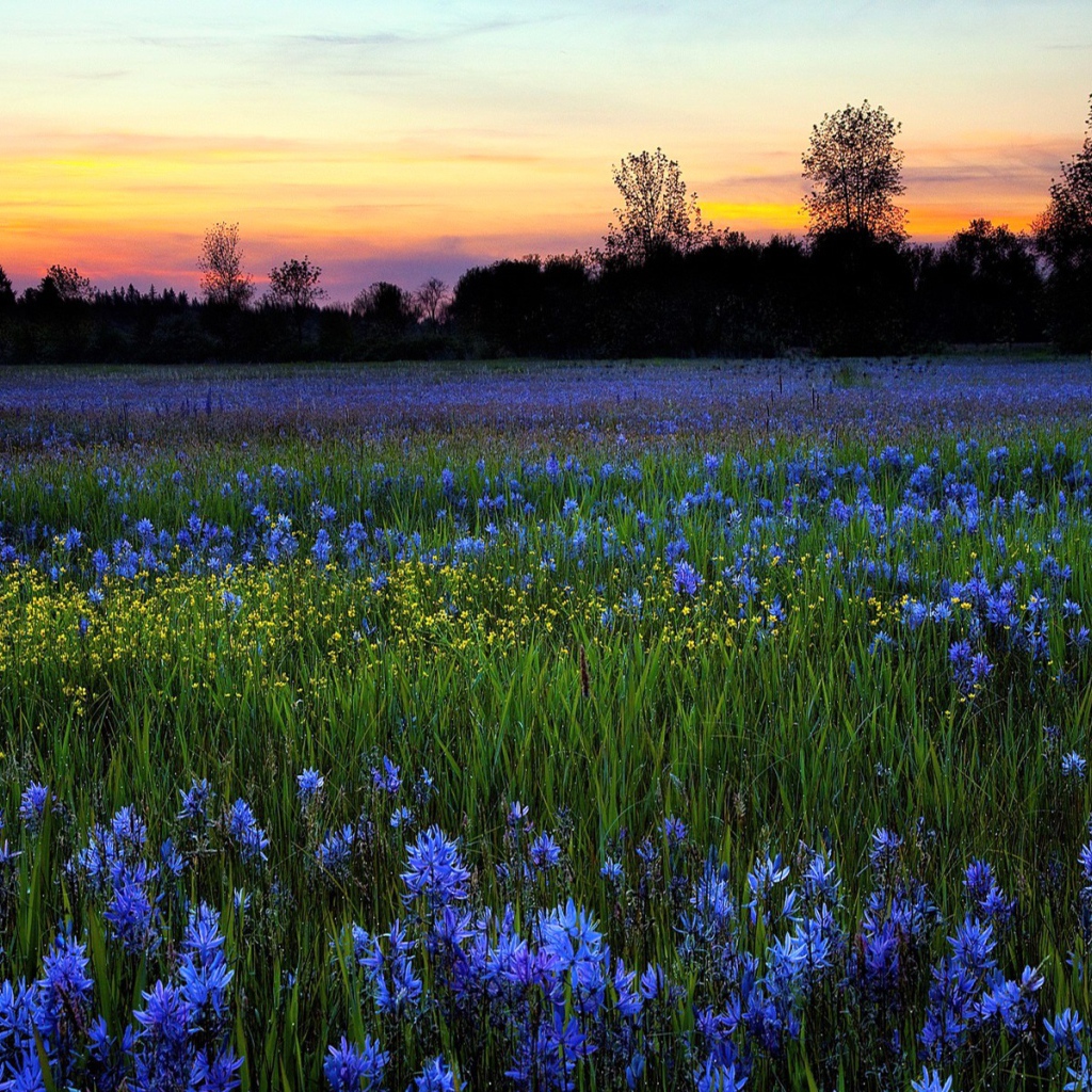 Поле голубых цветов летом на рассвете солнца