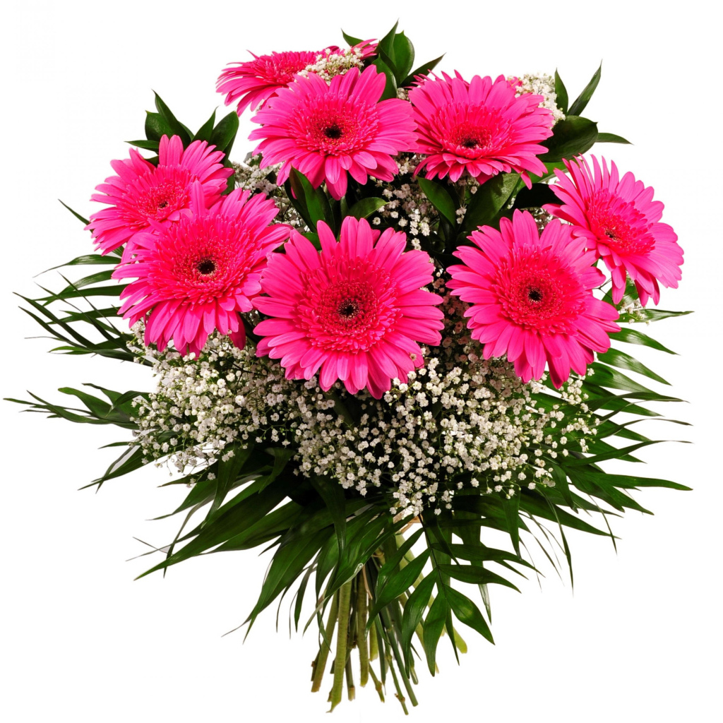 Beautiful bouquet of pink gerberas with green leaves on a white background