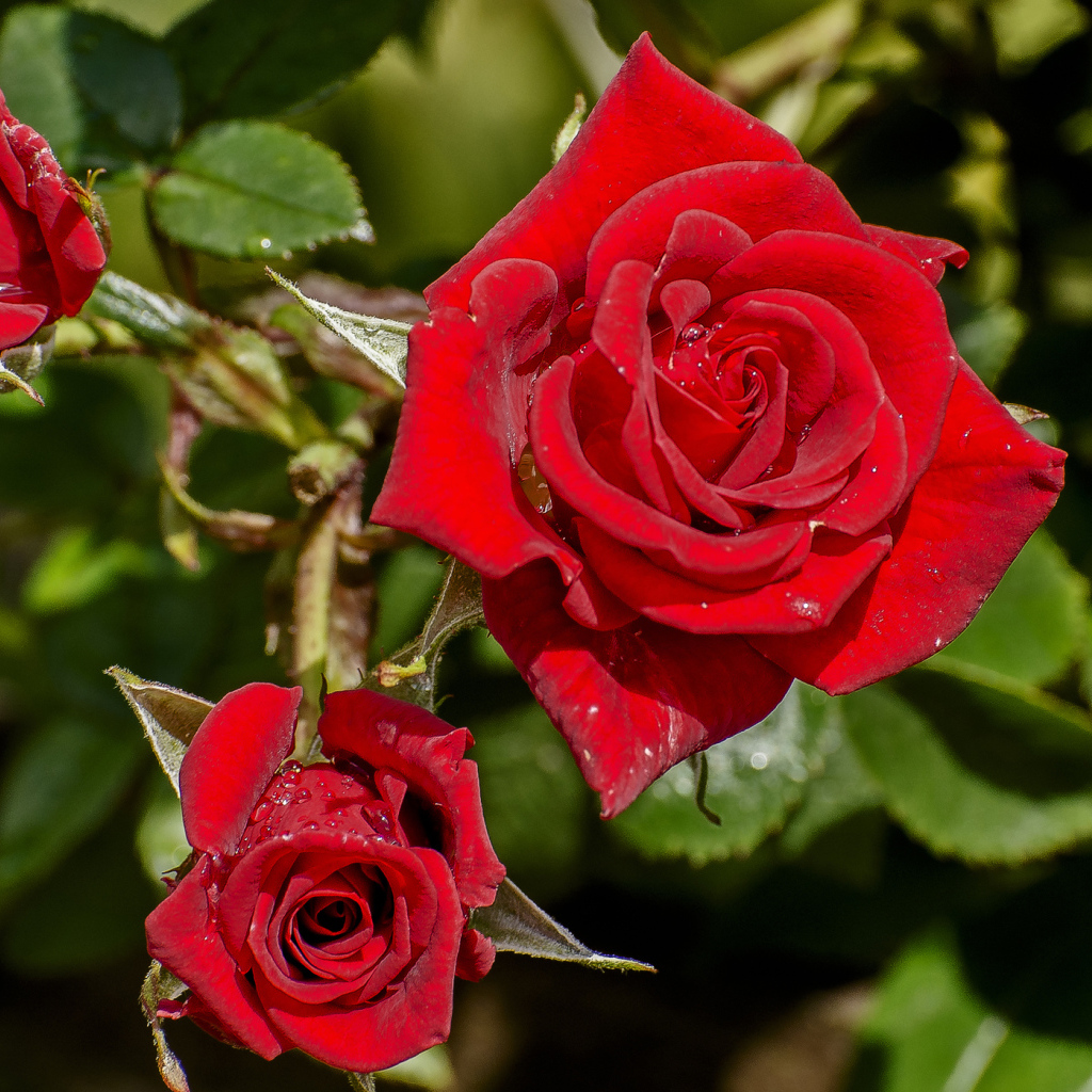 Красивые красные розы в каплях росы на клумбе