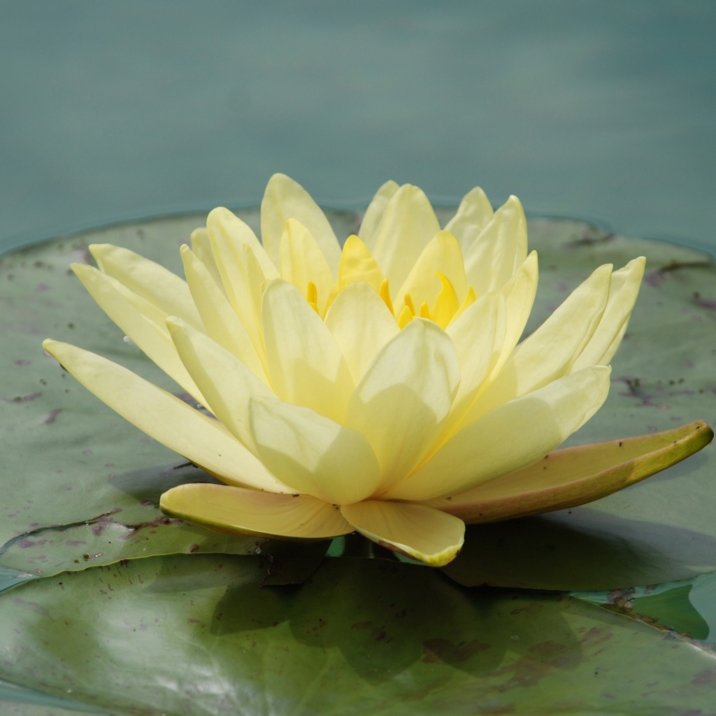 Красивый желтый цветок водяная лилия 