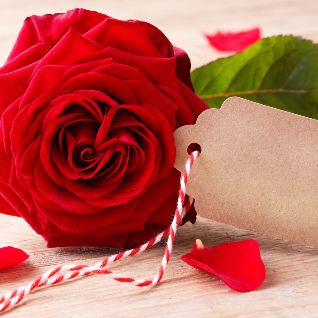 Большая красивая красная роза с открыткой крупным планом