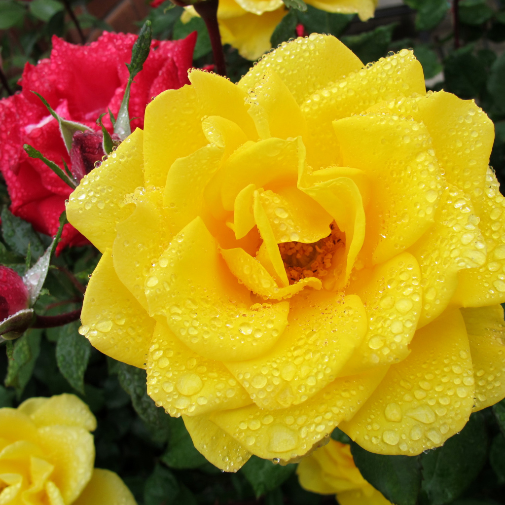 Большая желтая роза в каплях росы крупным планом
