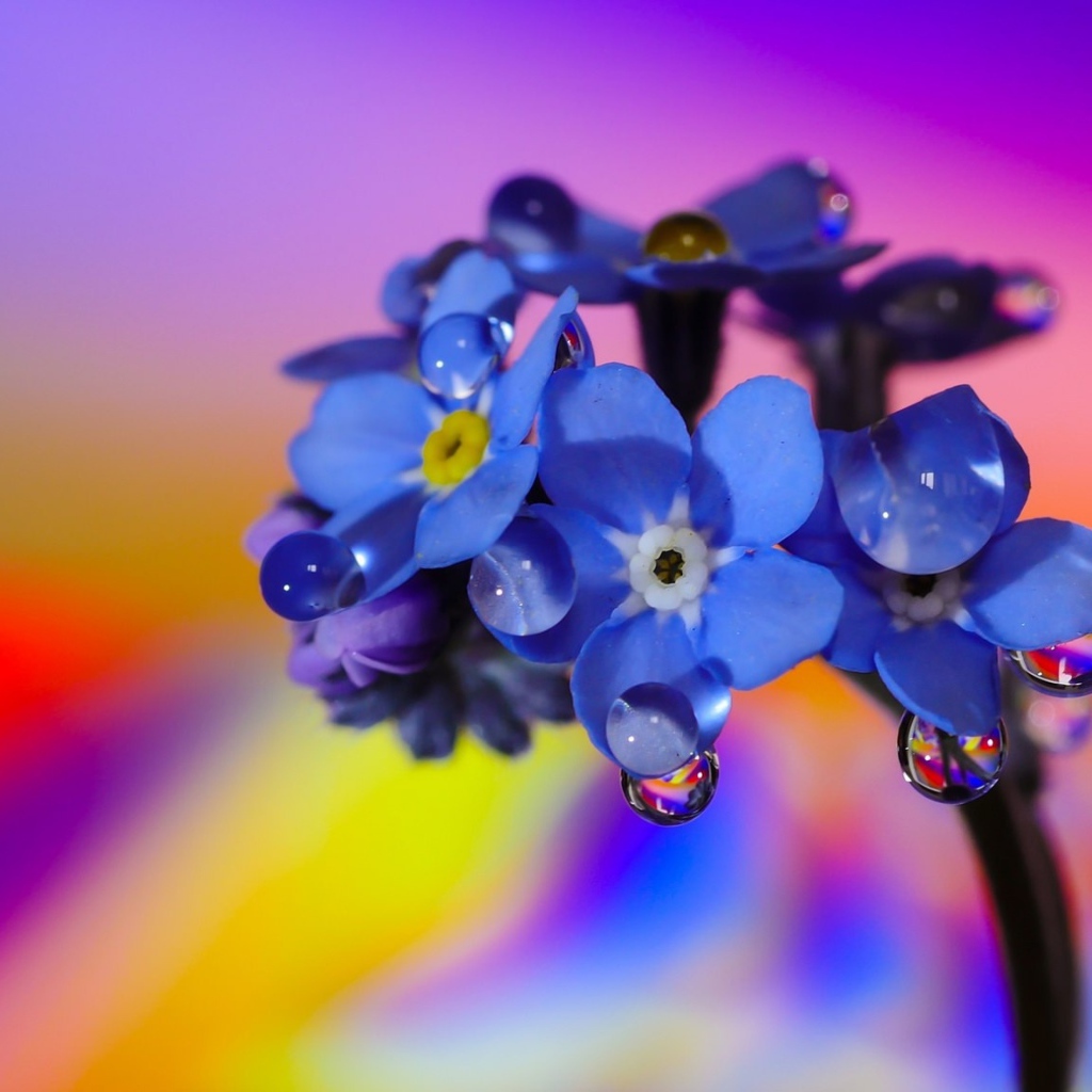 Нежный голубой цветок незабудка в каплях росы 