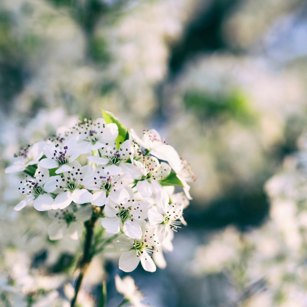 Нежные белые цветы на весеннем дереве 