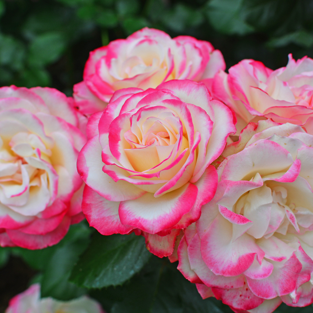 Нежные белые садовые розы с розовыми краями