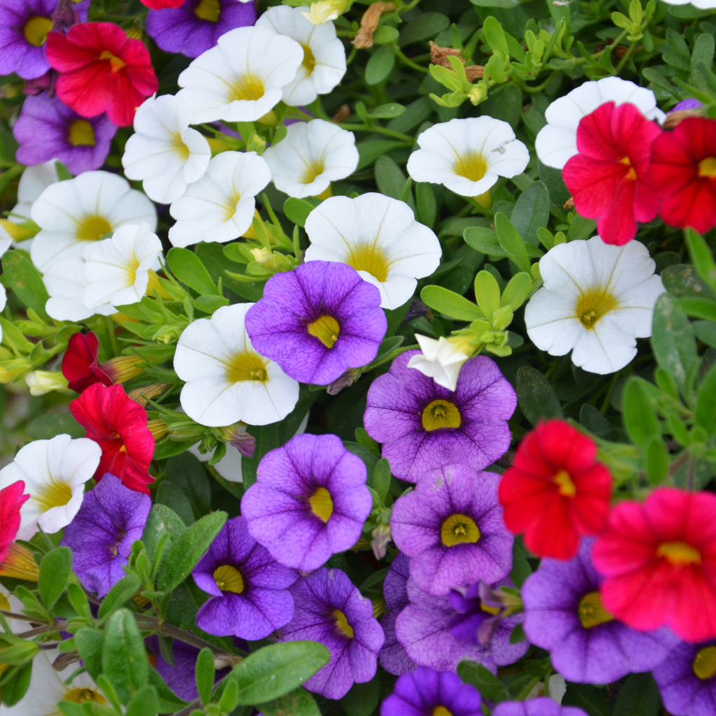 Разноцветные цветы Калибрахоа на клумбе