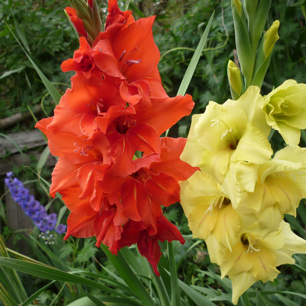 Разноцветные летние цветы гладиолусы крупным планом