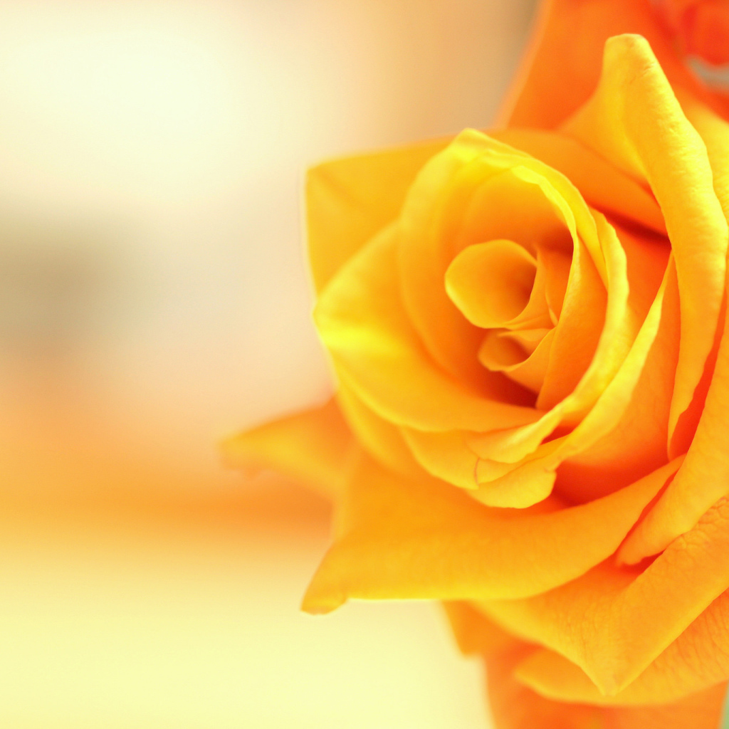 Оранжевый цветок роза крупным планом