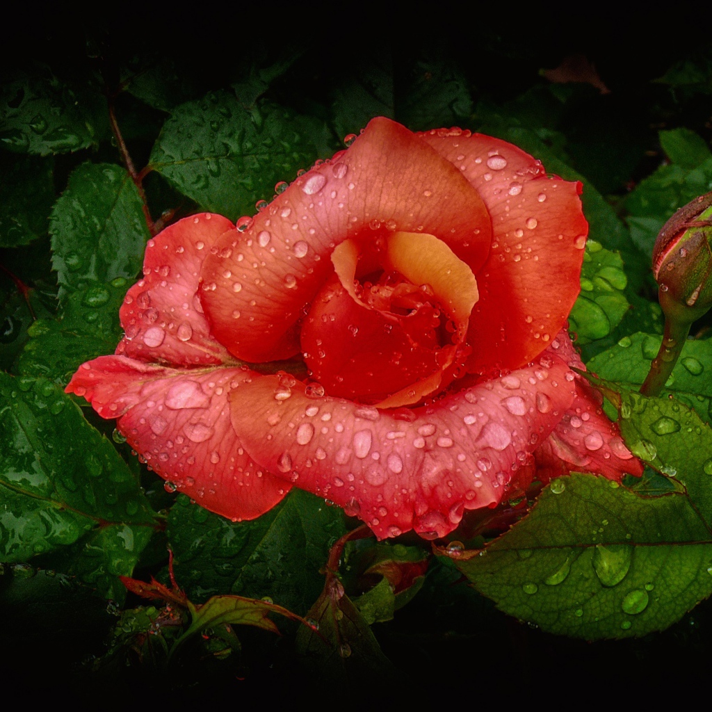 Orange rose bud with dewdrops