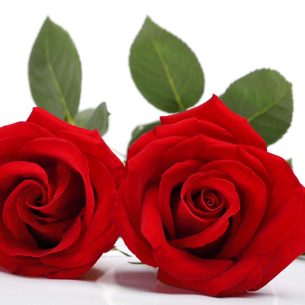 Two delicate red roses on a white background 