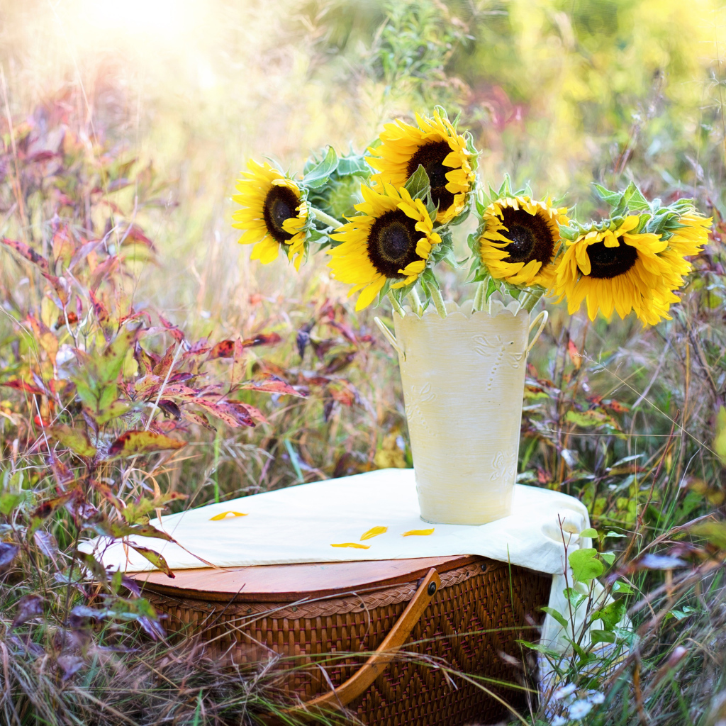 Желтые цветы подсолнухи в вазе стоят на корзине