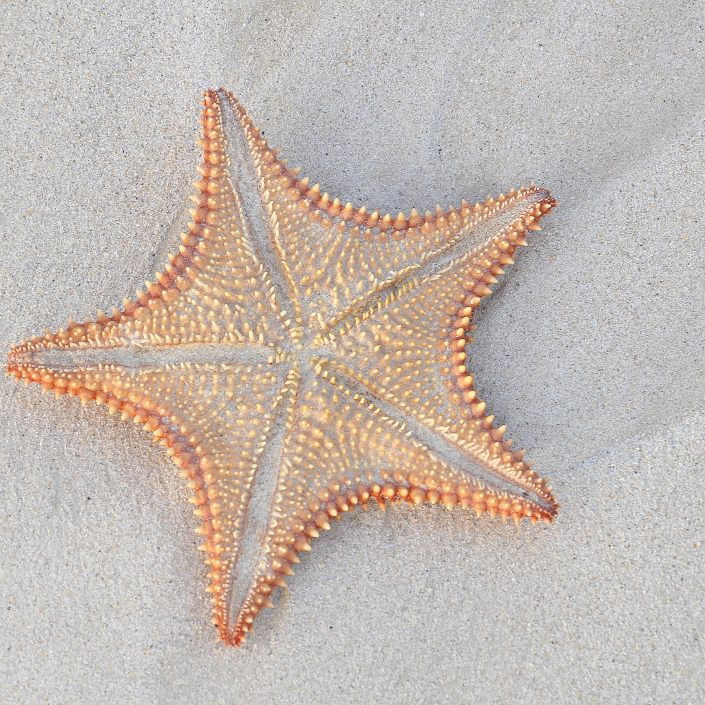 Морская звезда на песке крупным планом