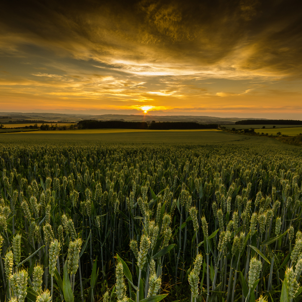 Закат солнца над полем зеленой пшеницы 