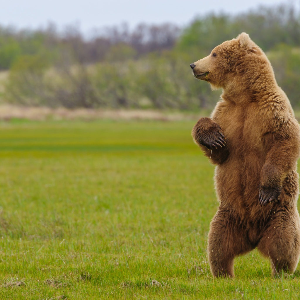 Большой бурый медведь на зеленой траве