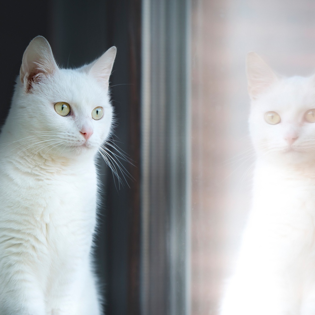Красивый белый кот отражается в окне 
