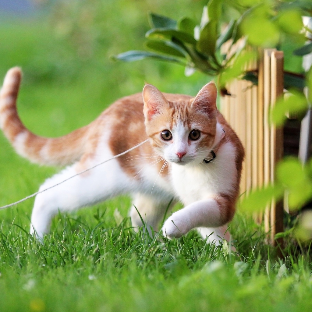 Маленький котенок на поводке гуляет по зеленой траве