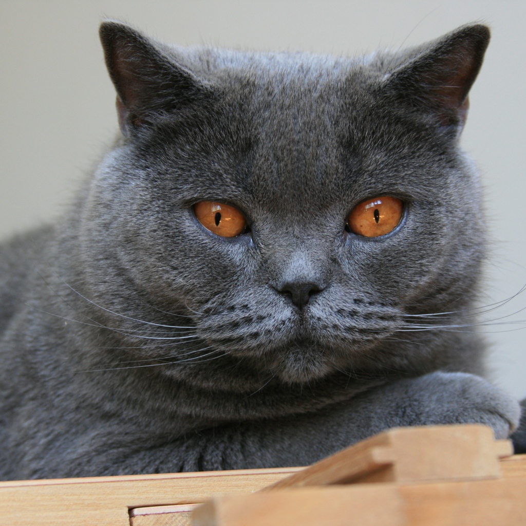 Красивый британский кот с желтыми глазами