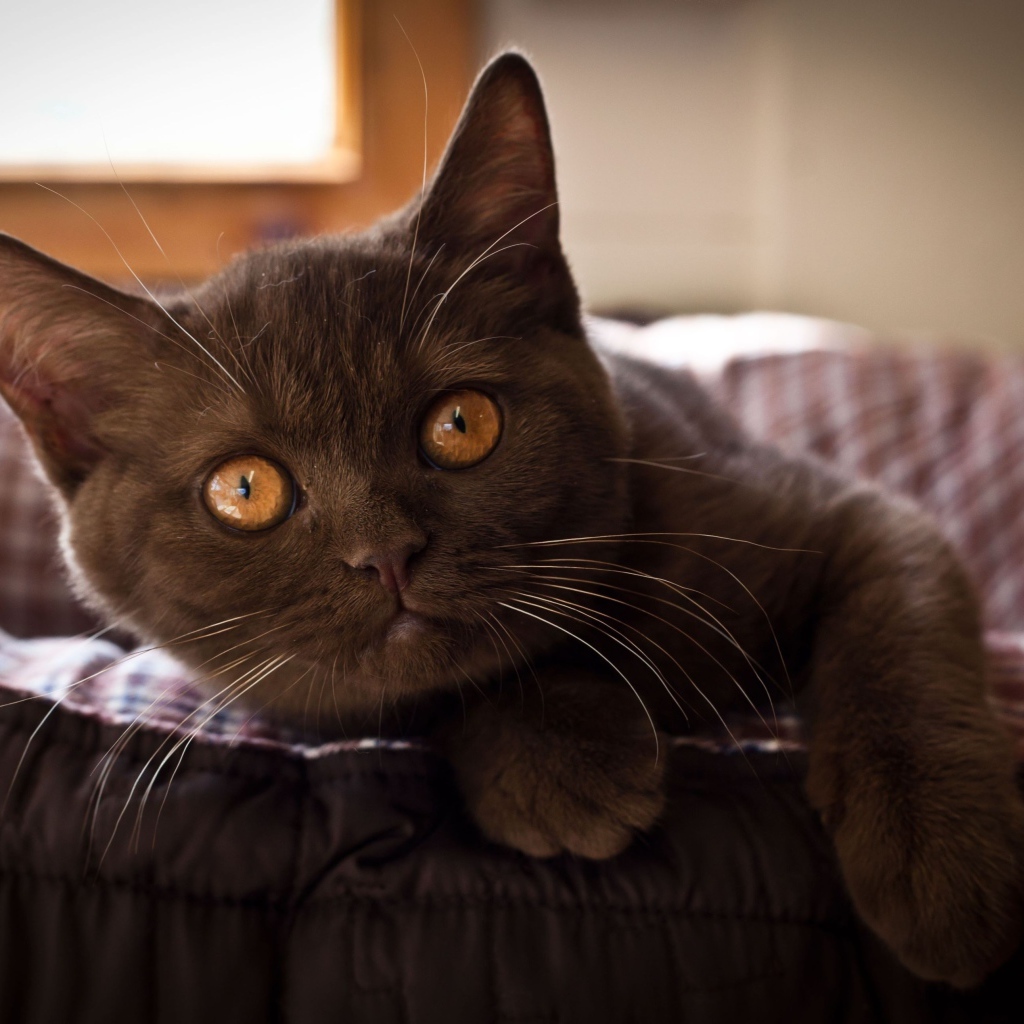 Красивый коричневый котенок