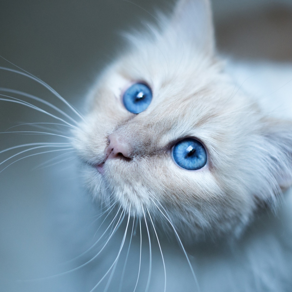 Выразительный взгляд красивой голубоглазой кошки