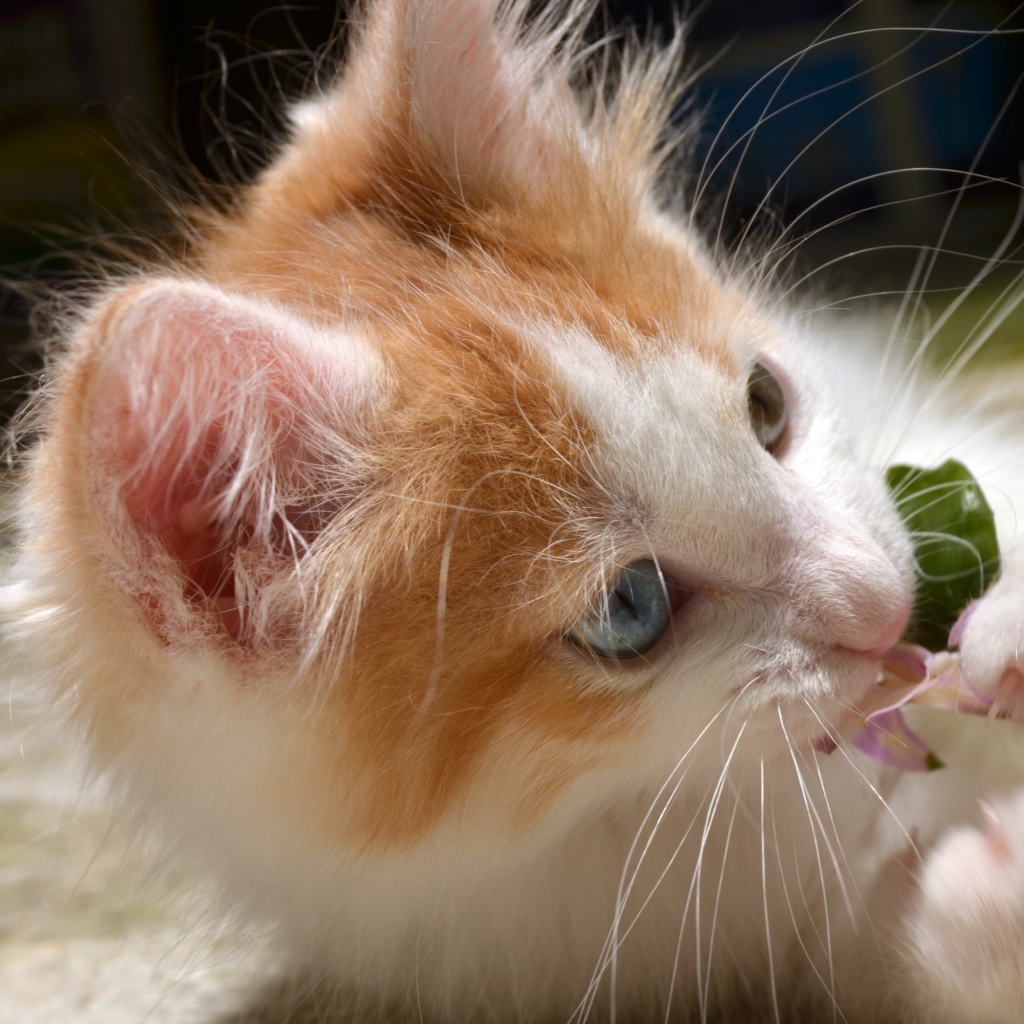 Забавный маленький пушистый рыжий с белым котенок с голубыми глазами